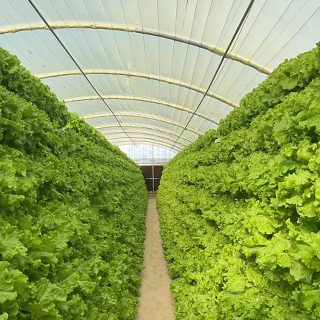 Vertical A-Frame Hydroponic System