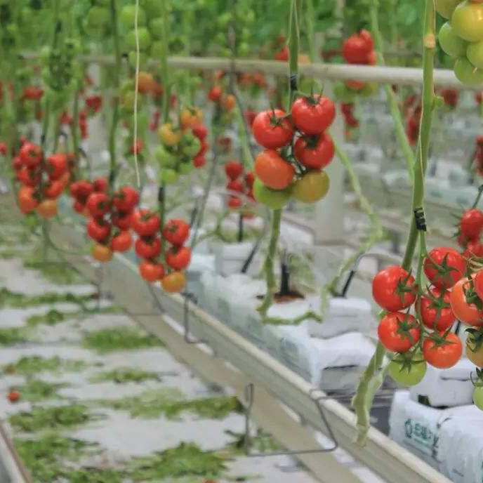 Coconut Peat for Hydroponic Systems