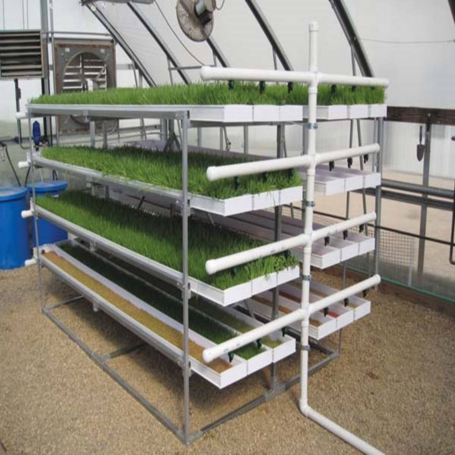 Hydroponic Grass Growing System