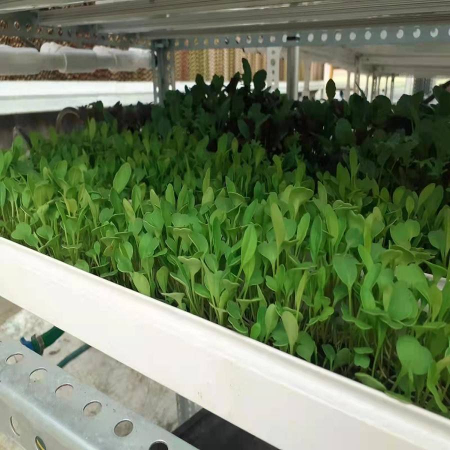 Hydroponic Grass Growing System