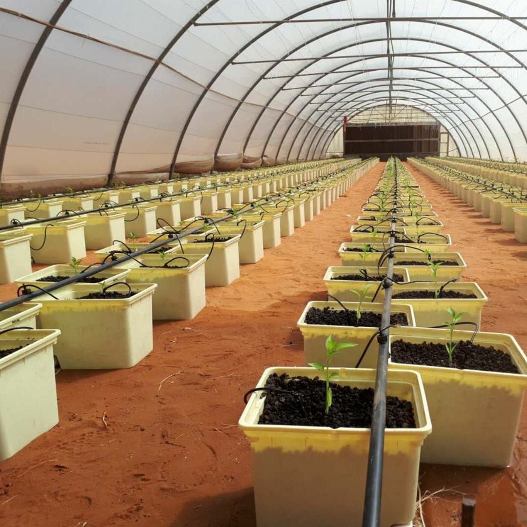 Dutch Bucket System