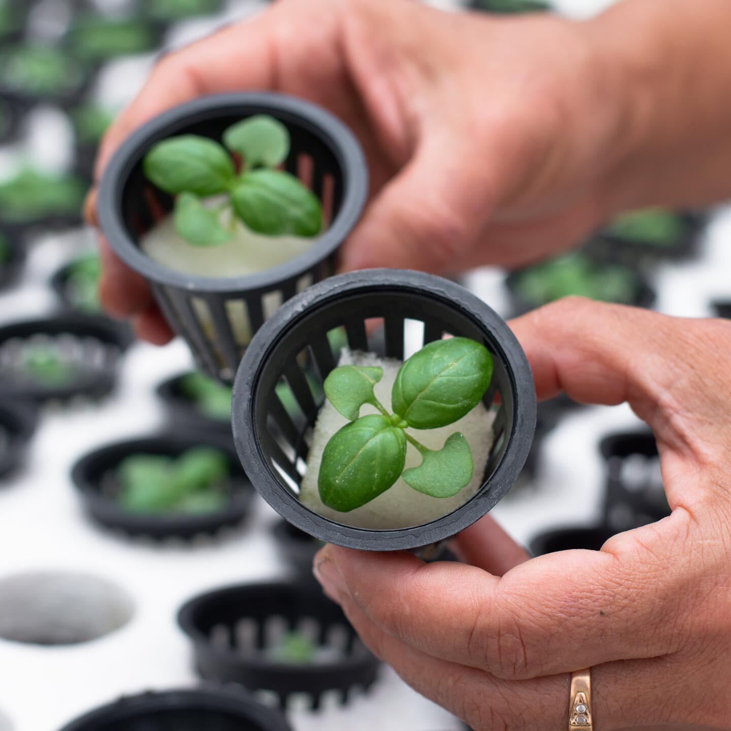 Plastic Plant Pot