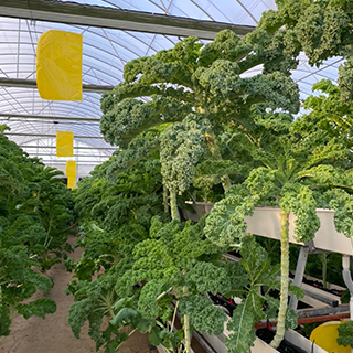 Strawberry PNC Hydroponic Trough