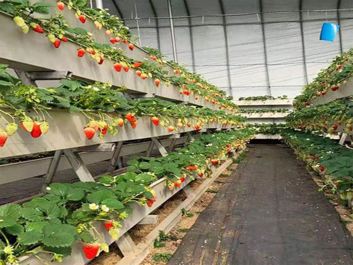 commercial strawberry troughs